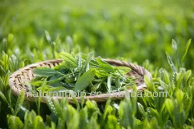 Hot Sale Low Price Extract Camellia sinensis (L.) Kuntze Naturalin 98%polyphenols-80%-50%EGCG UV, HPLC Green Tea Extract