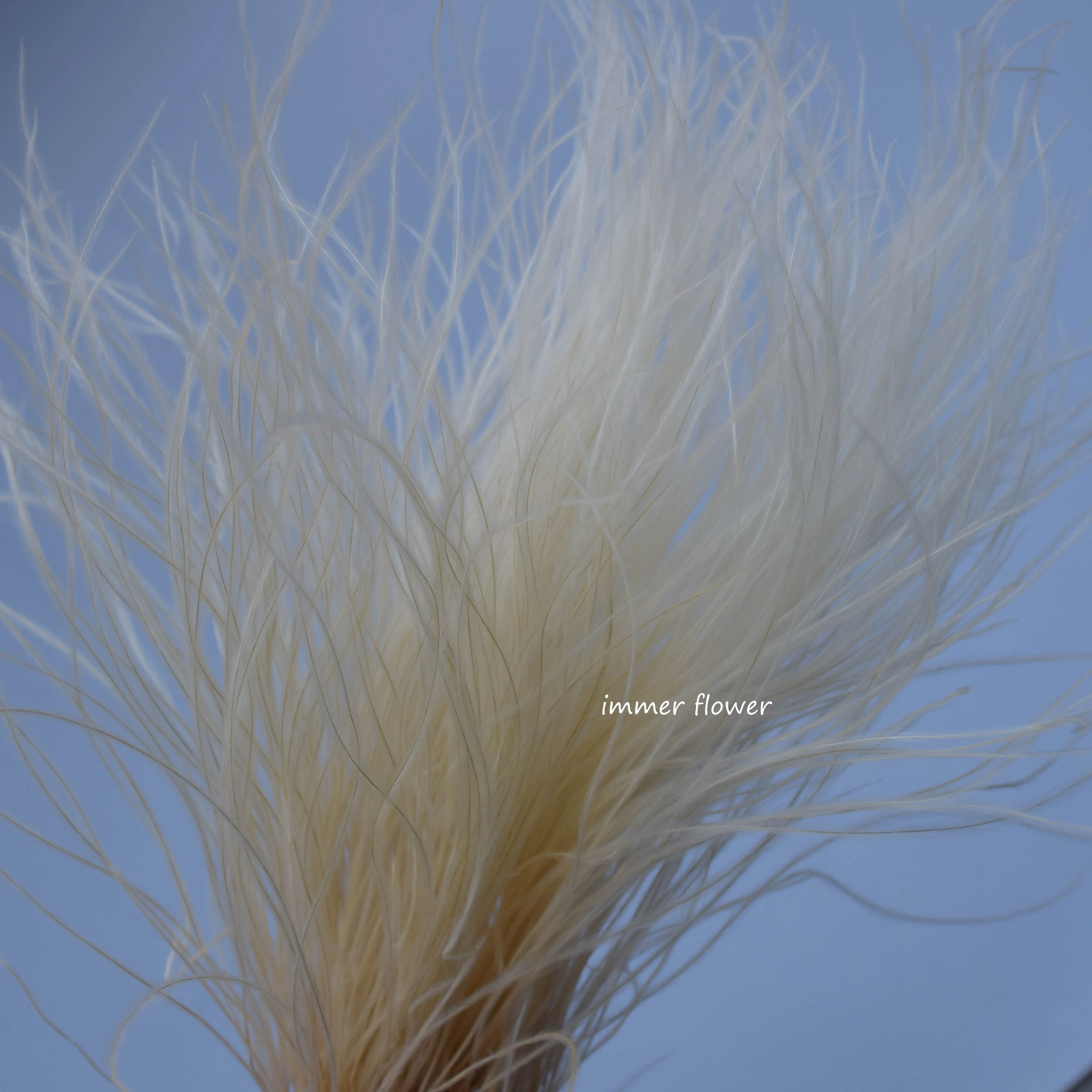 Beautiful Feather Grass Stifa Flower from China