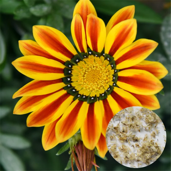 Xun Zhang Ju, оптовая продажа, гибридные семена гацании великолепной, семена гацании для выращивания