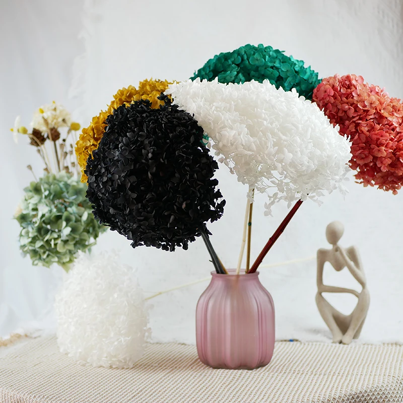 Wholesale Preserved Plants Dry Hydrangea Dried Flowers Big Cream Preserve Large Hydrangeas Flower Head Hydrangea