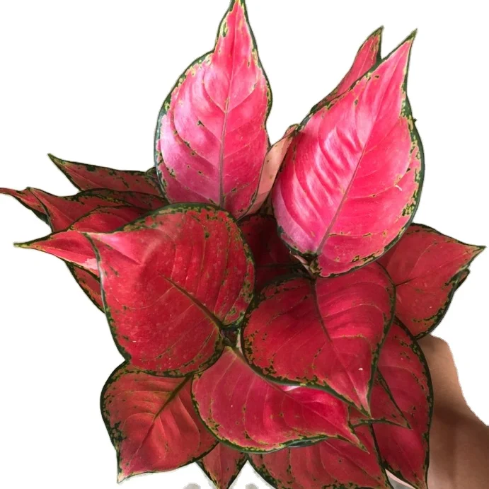 Wholesale artificial plants Aglaonema Chao Yang Red rise sun indoor plant calathea