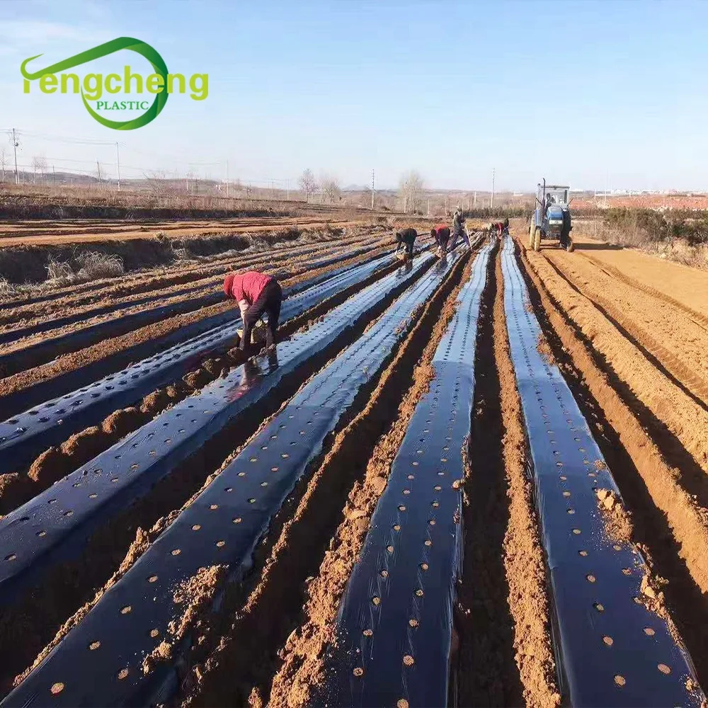 cheap price 25 micron agriculture use low density polyethylene plastic mulch film with holes for vegetable