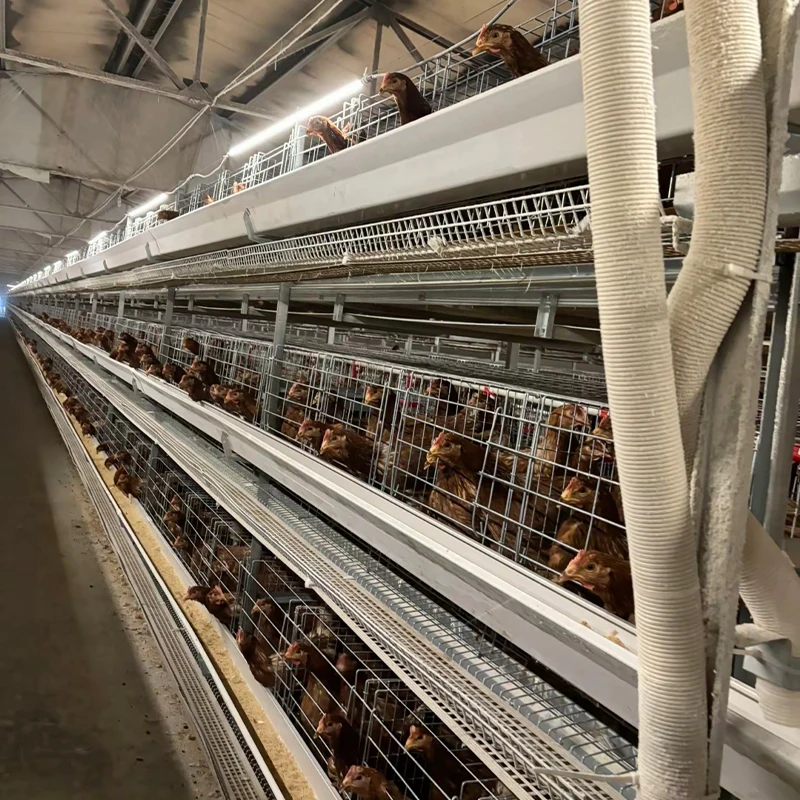 Good Price H-Shaped Chicken Layer Cage Full Automatic for Poultry Farm Coop for Chicken Rearing
