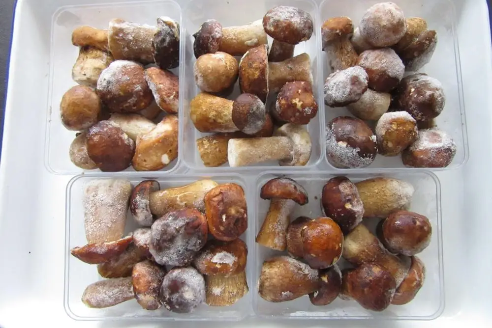 Новый Урожай диких порчини гриб замороженный Boletus Edulis