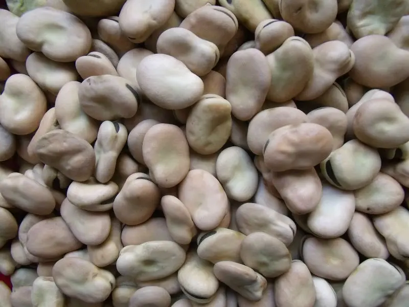 
Whole hulled split Broad Beans / fava beans / faba beans without insects 