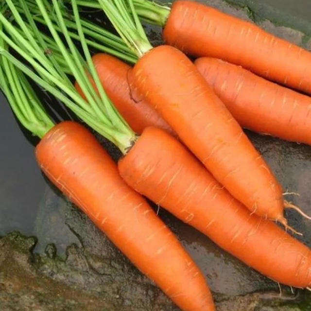 Cheap Price Chinese New Crop Fresh 150-300 G Carrots Fresh 100% For Sale