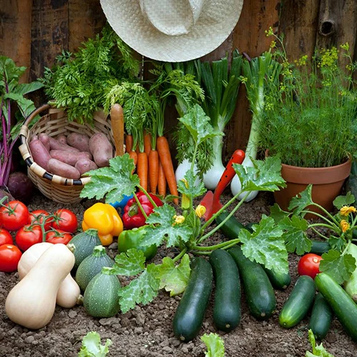 
Natural plant source amino acid organic fertilizer liquid of Amino Acid 