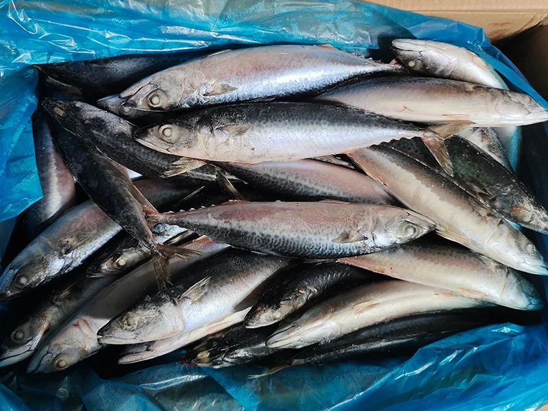 Bulk Frozen Pacific Mackerel Fish For China Wholesale