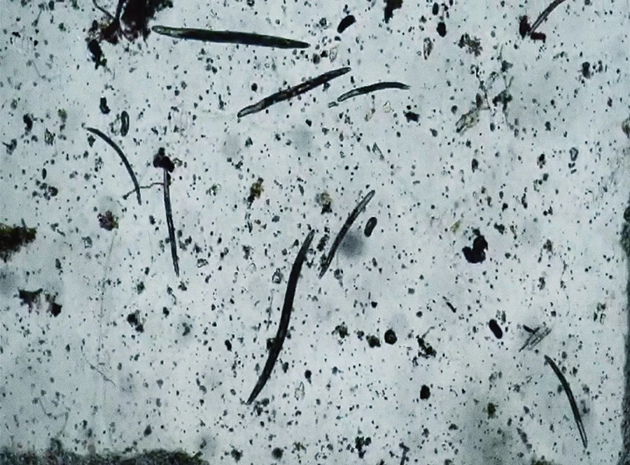 Bio Fungicide against Nematodes Chitosan Oligosaccharide Chelated Copper or Zinc