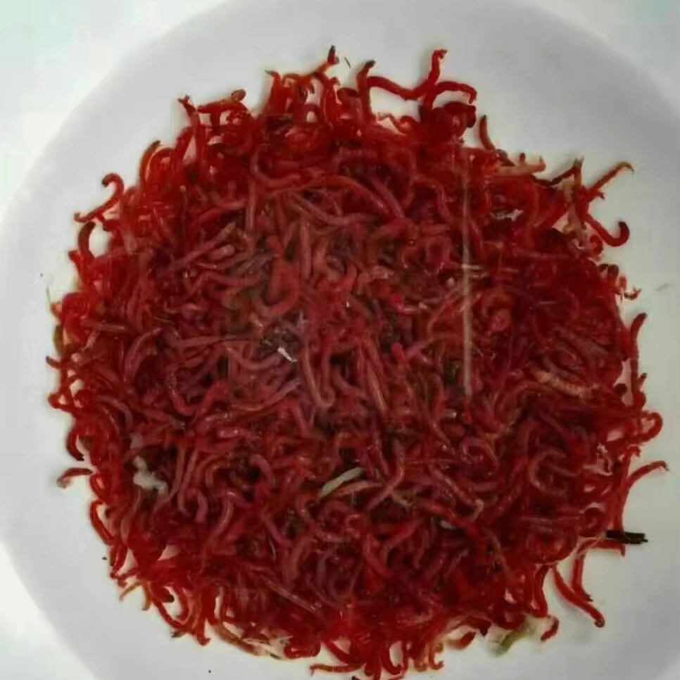 Frozen Bloodworms Frozen Red Worms for Fish