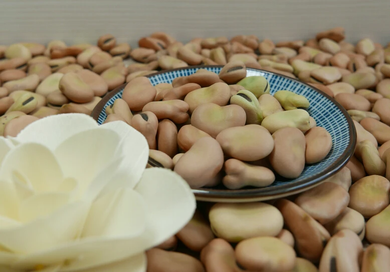 
New crop 2020 high quality of Faba beans 