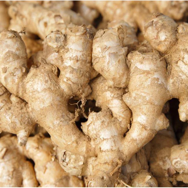 fresh organic ginger supplier