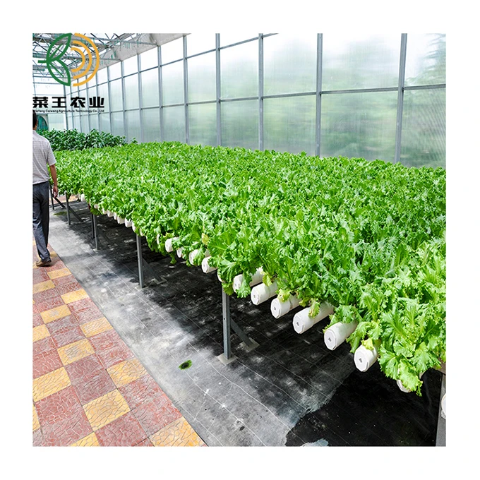 
Low Cost Single-Span Commercial Used Aquaponic Greenhouse 