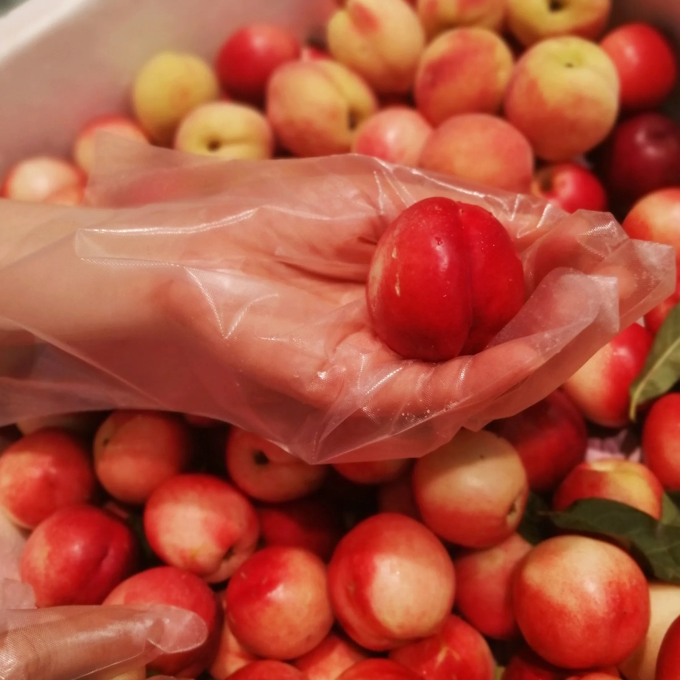 Powder Free Hybrid Food Safe TPE Blue Stretch Gloves Medium (Box of 100)