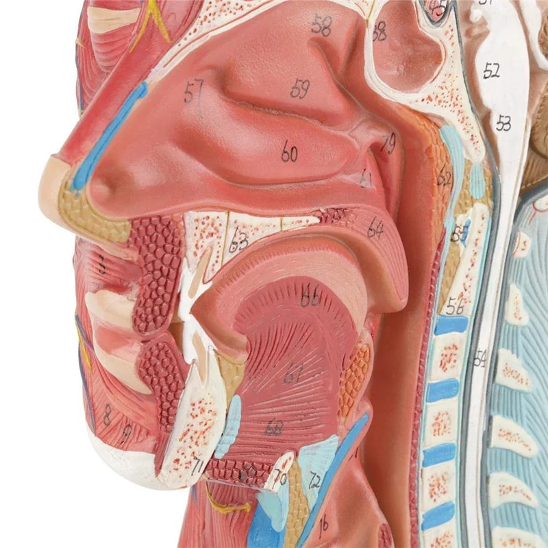 3D brain anatomy model