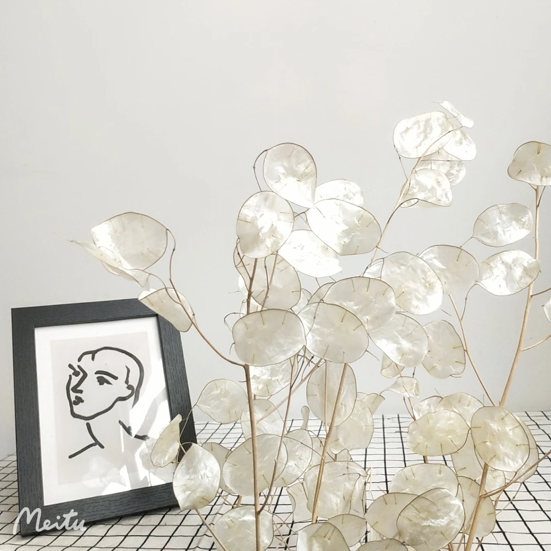 Florist supply dried Lunaria annua & money plant flower  for dry eringium flower art