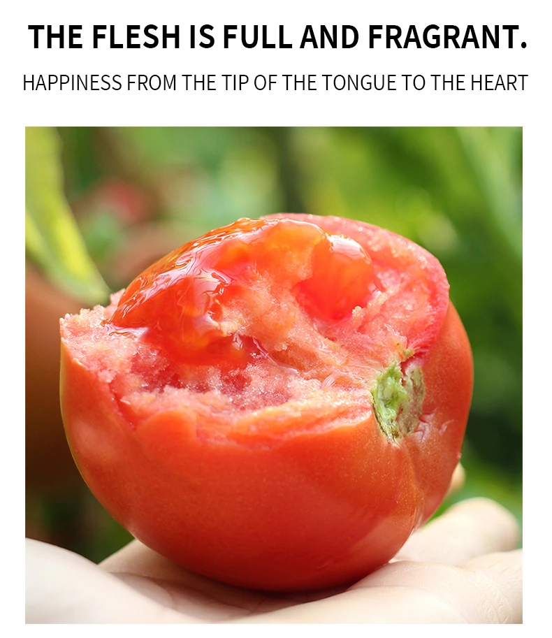 IQF Frozen Bulk Organic Half Tomatoes High Quality 18 30mm Dragon Cherry Red KOSHER Style Storage Cube Packing Sharp Mature Cut