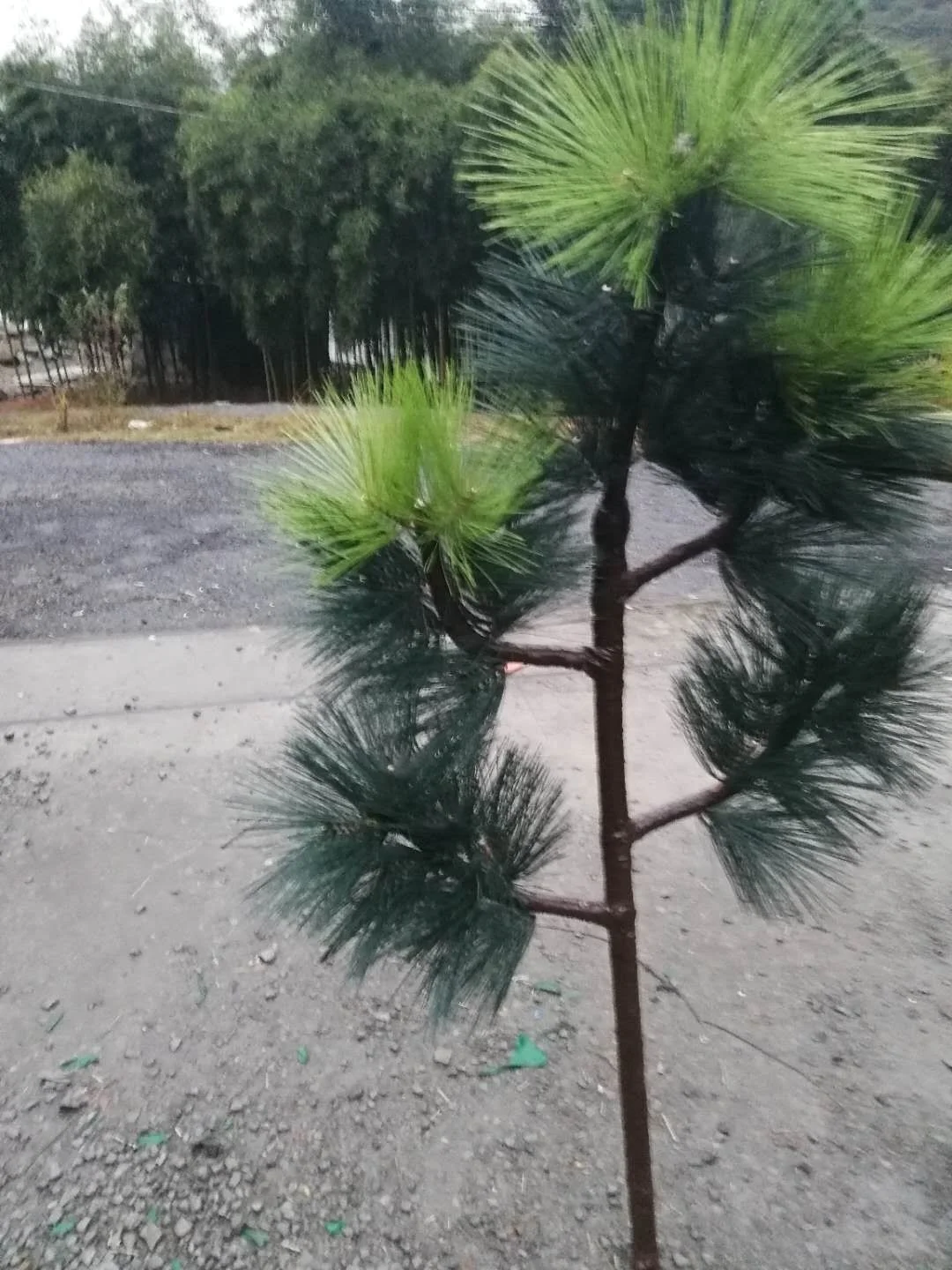 Steel Monopole Camouflage Palm or Pine Tree Telecom Antenna Tower