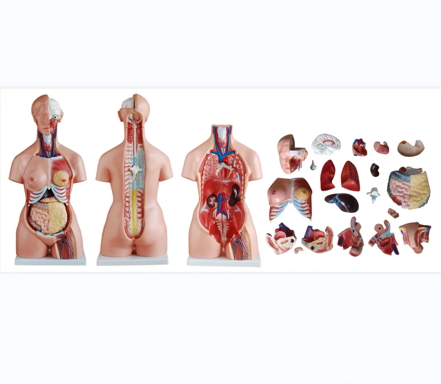 Tri-sex Human Torso 85cm (21 parts)