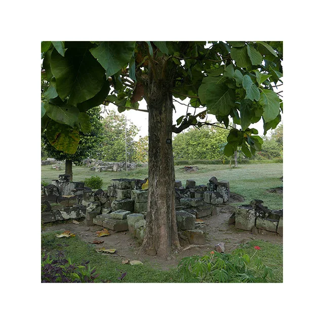 Wholesale high quality Tectona grandis seeds Teak seeds tree seeds