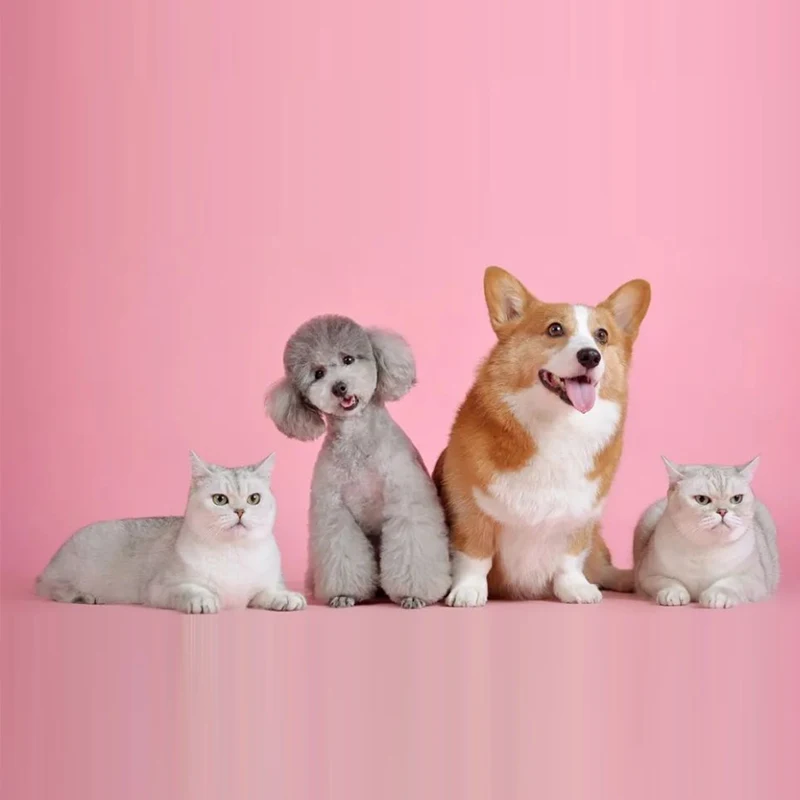 Modern 2024 Disposable Cotton Pet Diapers Novel Design OEM Printed Dog Diapers for Male Female Low Price Free Shipping