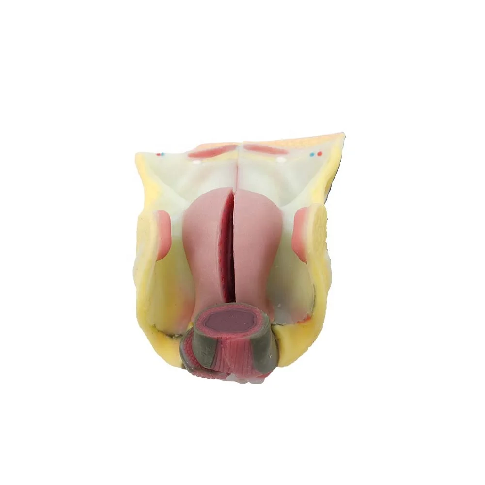 China Manufacturer Silicone Of Female Reproductive System Kidney Anatomical Model High Simulation Anatomy Models
