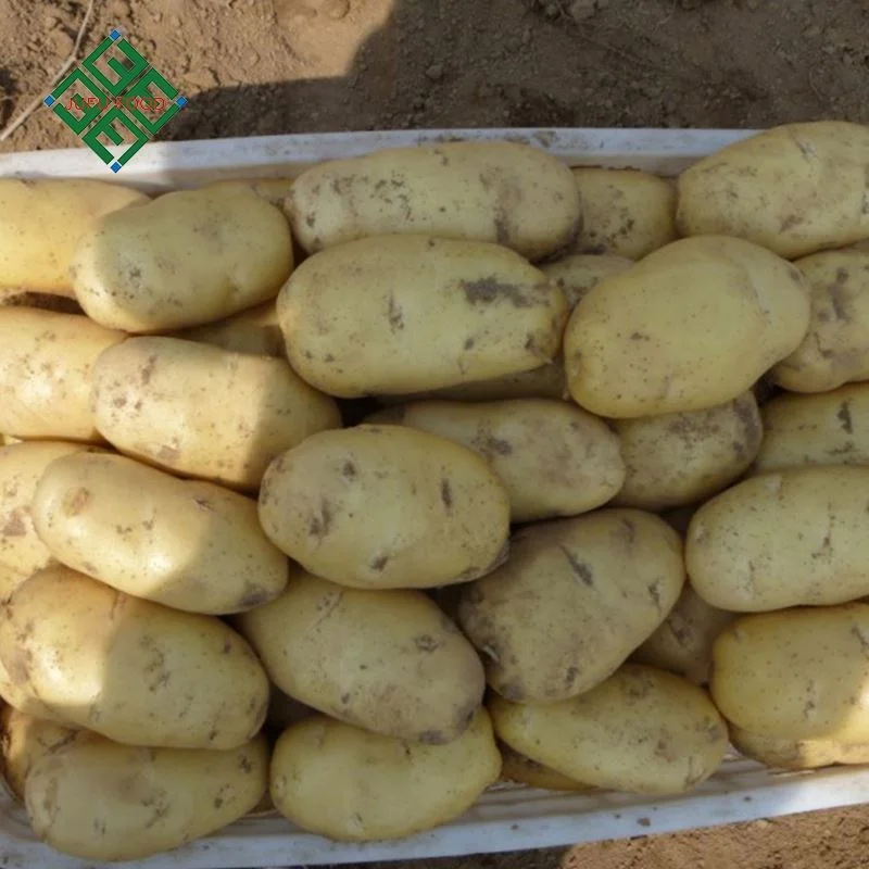 China Fresh Potato Export 100-600g Sweet Potato