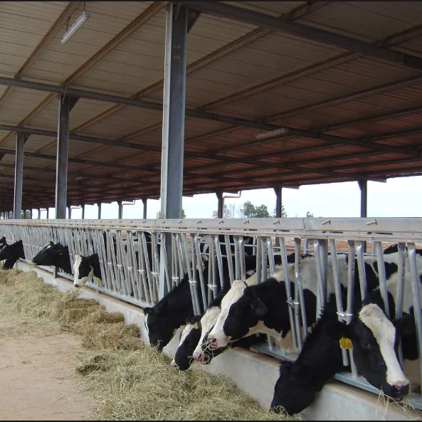 design building steel structure cow house cattle shed farm