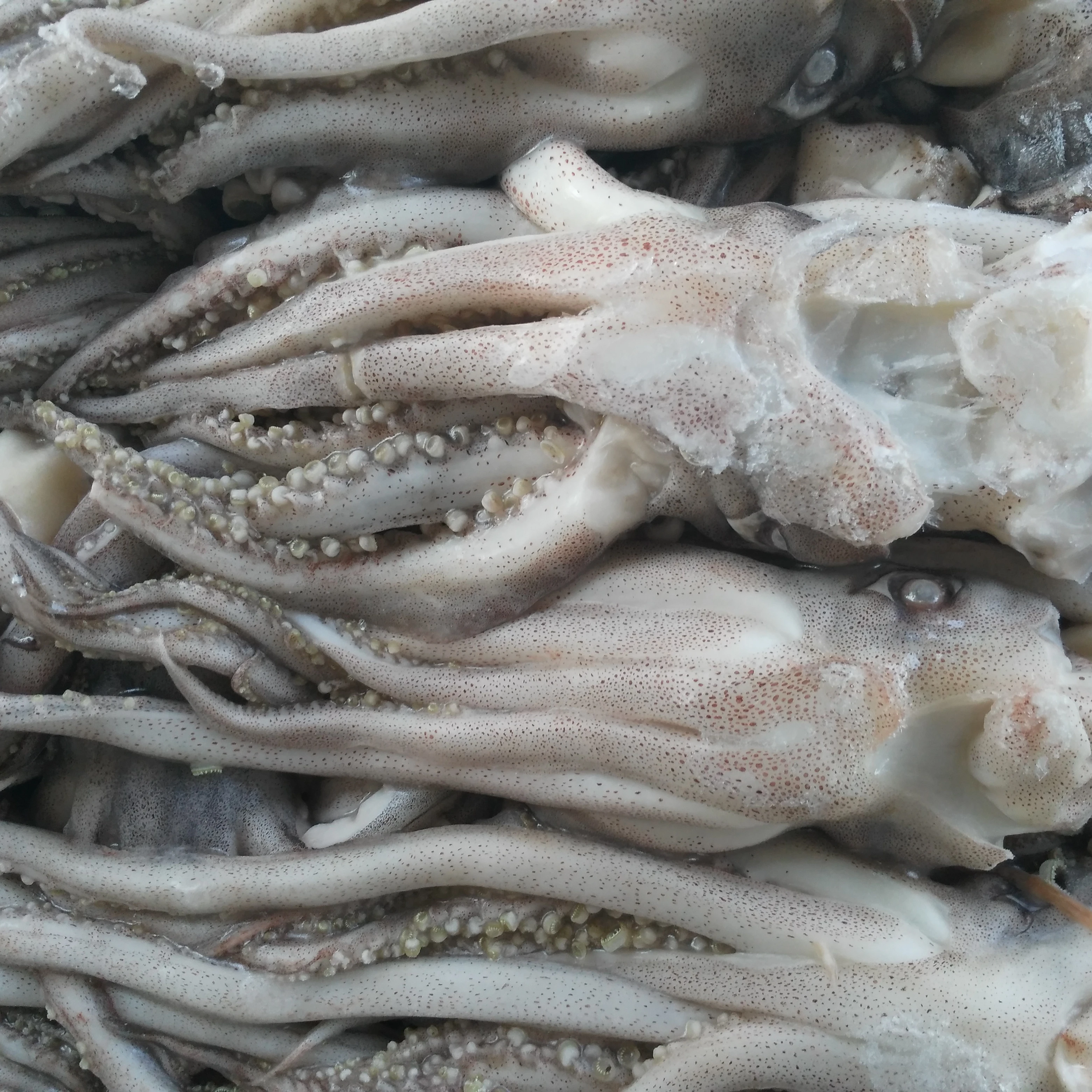 frozen and iqf fresh dried squid(tentacle)