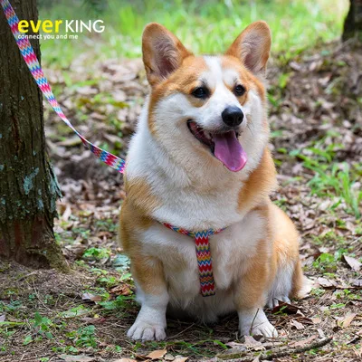 OEM Fancy Pet Dog Lead Collars Colour And Leashes