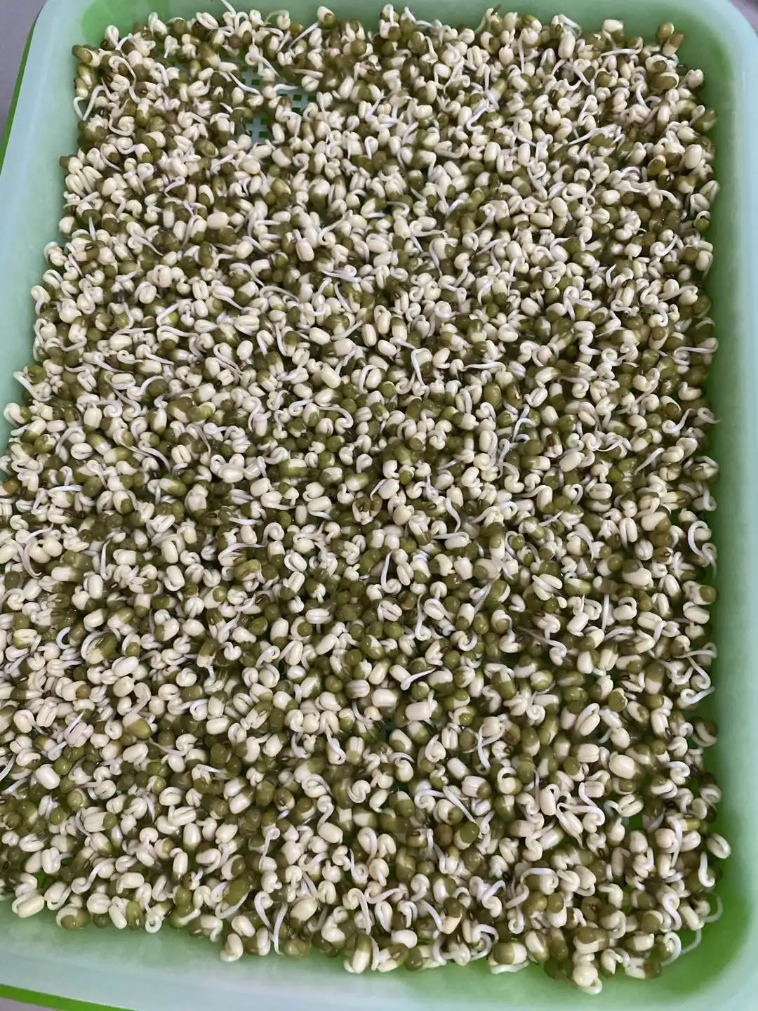 
Myanmar green mung bean organic mung beans seeds mung bean 