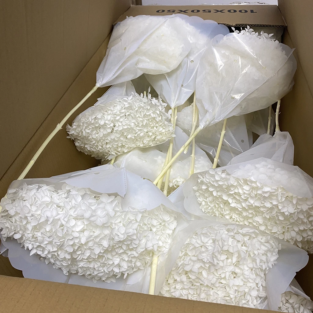 Wholesale Preserved Plants Dry Hydrangea Dried Flowers Big Cream Preserve Large Hydrangeas Flower Head Hydrangea