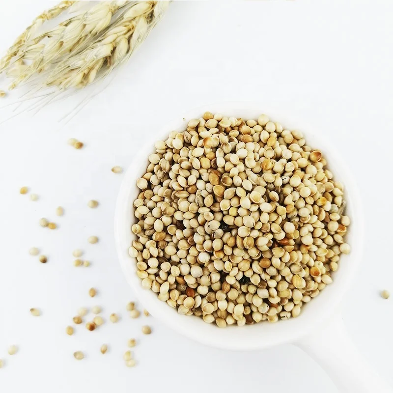 Good Grade Yellow White Broomcorn Millet yellow broom corn millet grains millets