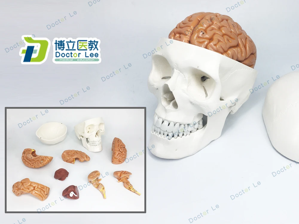 3 Parts Life Size Didactic Human Skeleton Skull with 8 Parts Brain Anatomy Model