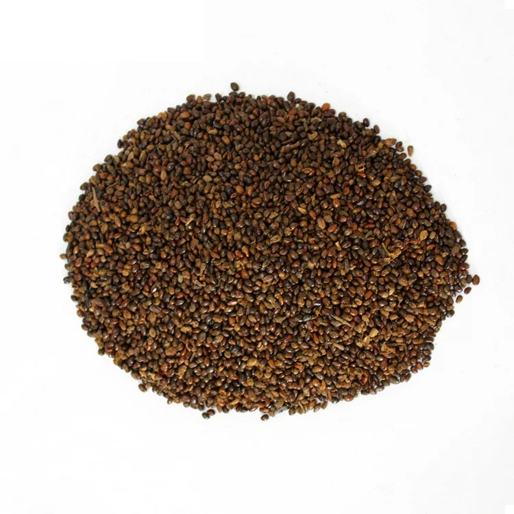 
Free Shipping Hippophae Rhamnoides Seeds For Growing Big Fruit Type SeaBuckthorn Seeds Fruit Seeds For Garden 