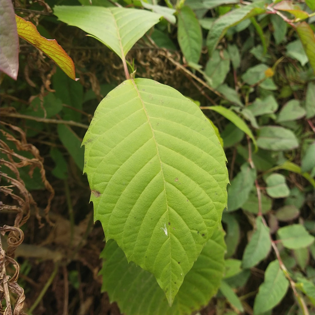 Xi shu guo натуральный сушеный фрукт Camptothecae Acuminatae Camptotheca acuminata семена счастливого дерева для продажи