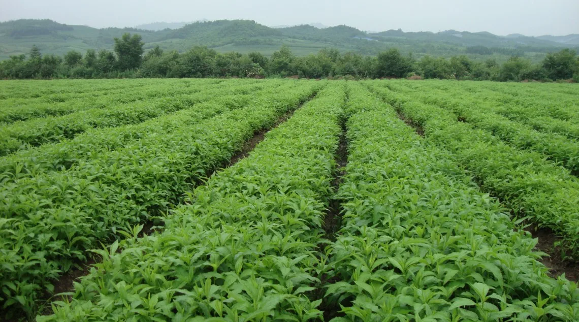 Hot sale natural herbal medicine Ban Lan Gen Isatis indigotica root extract radix isatidis with fast delivery