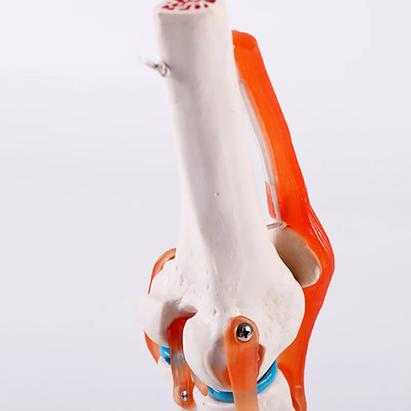 ADA-A1025 human life-size skeleton knee joint model for medical training