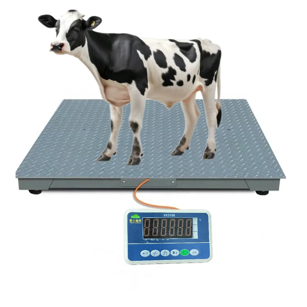 The SCS electronic platform scale can be used on farms to weigh live pigs and cows or other heavy objects with lcd display meter