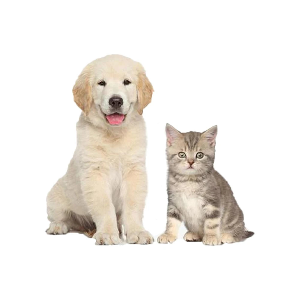 
Consulting Service for FIPV Prevention 