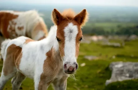 Fami-QS/ISO Approved Corn Gluten Meal 60% for Animal Feed Additives