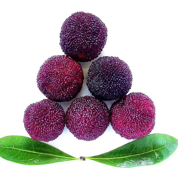 Mytext Fresh frutta Waxberry yangmei Red Bayberry Arbutus Myrica Rubra