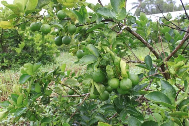 GREEN LIME SSEEDLESS FRESH LIME HIGH QUALITY FRESG LIME VIETNAM +84-845-639-639 (Whatsapp)