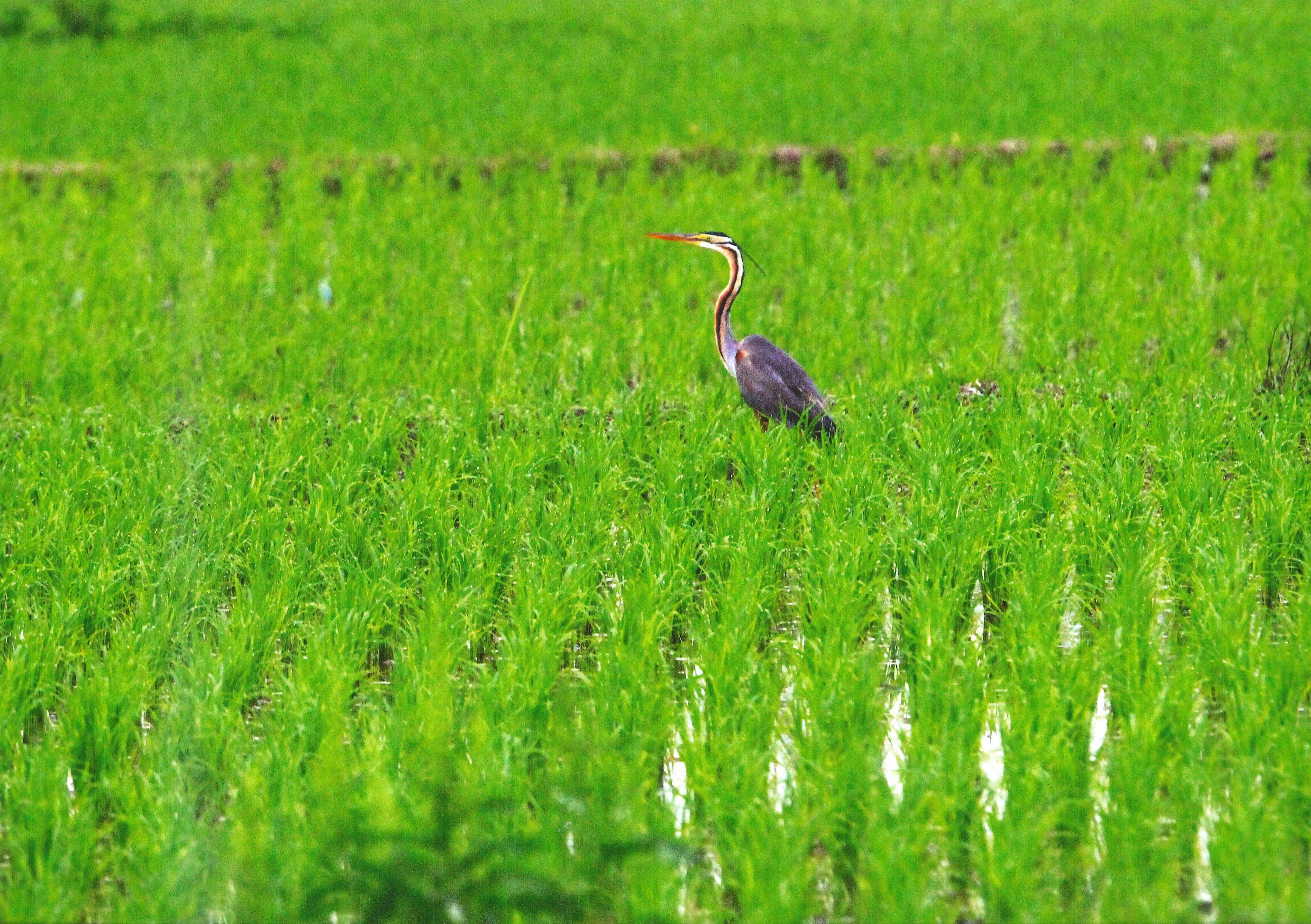 Rich flavor Inami brands sake cooking rice wine liquor with pet bottle packaged
