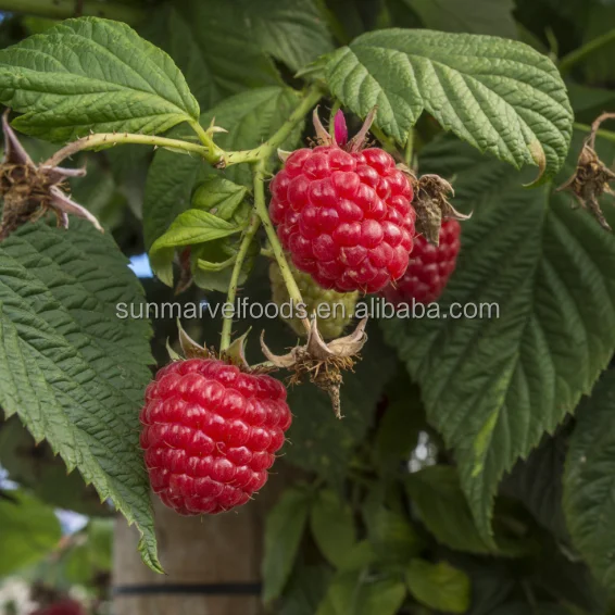 Замороженные красные малины великолепного качества, цельная/крошечная свежеестественная вкусная