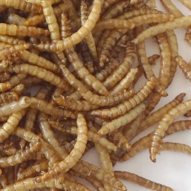 
100% Natural Pure Pet Food 400g Without Added Dried Mealworms For Wild Birds 