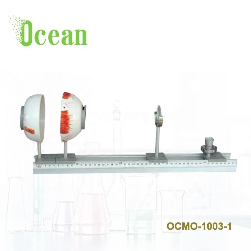 Функциональная модель человеческого глаза модель глазного яблока демонстрационный инструмент