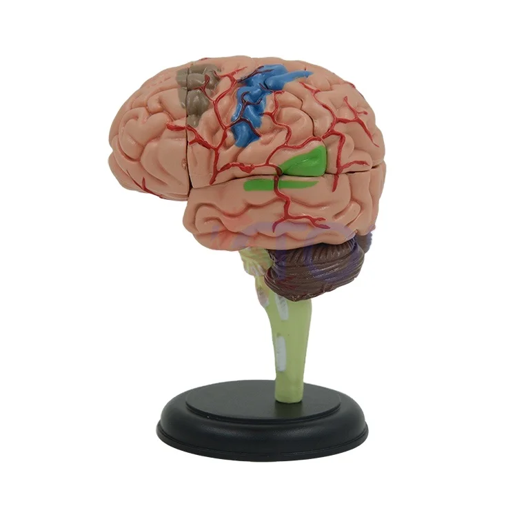 PNT-0613 4d human brain model cerebellum cerebrum anatomical model