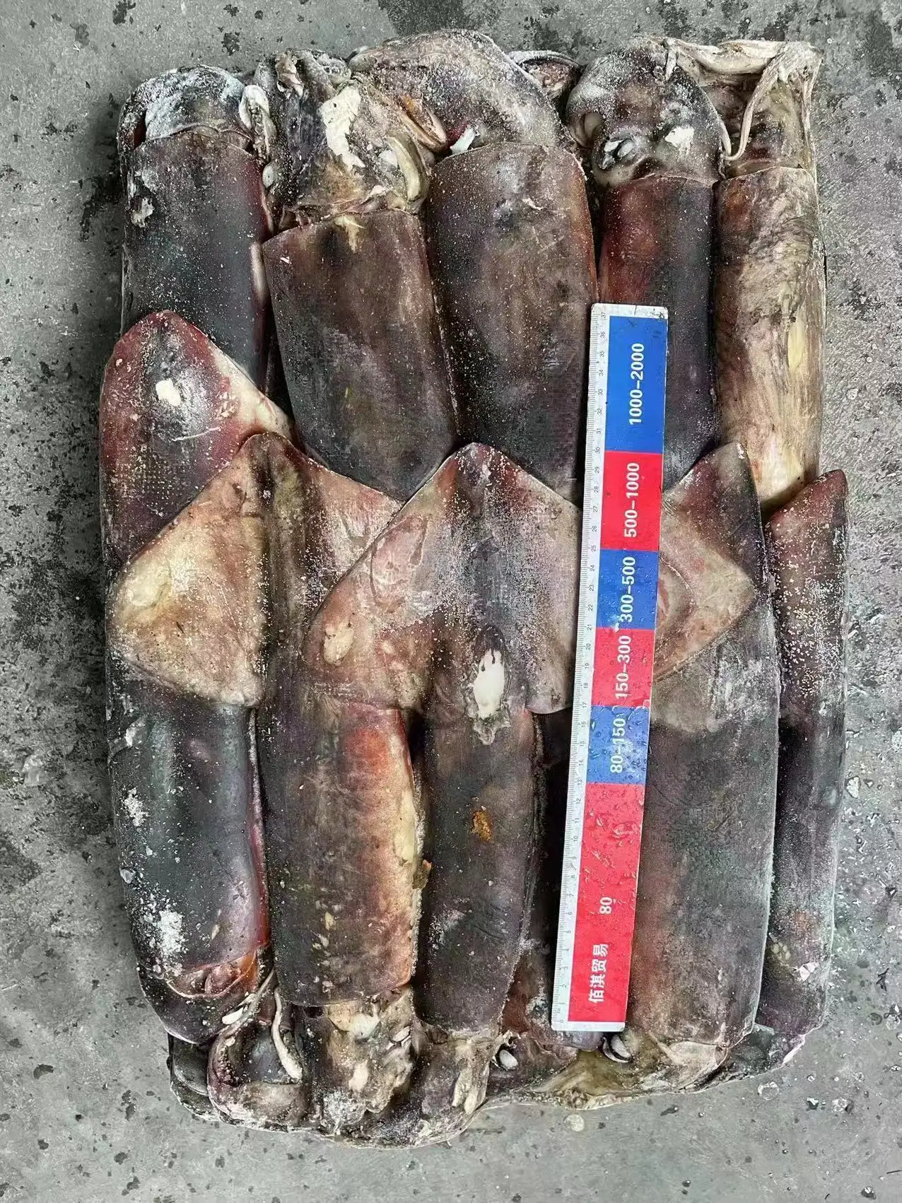 Good Quality Dosidicus Gigas Sea Frozen Giant  Whole Peru Squid