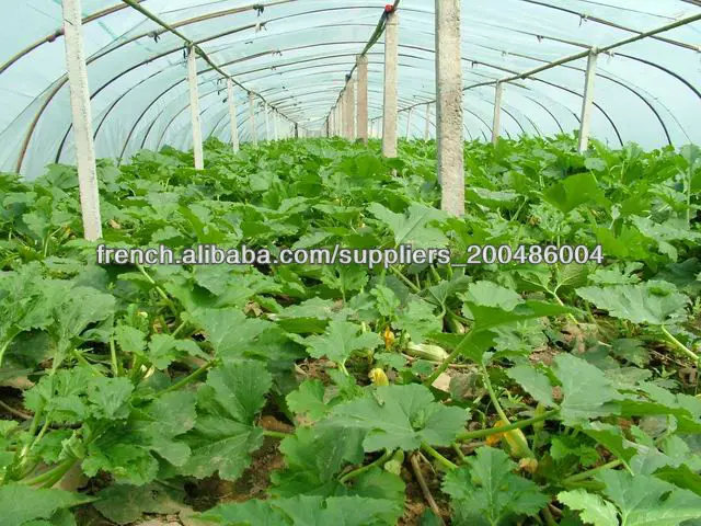 Bulby squash seeds light green early mature hybrid f1 summer squash seeds